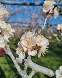 Abricotier en fleurs mars 2026