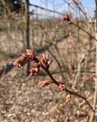 Bourgeons myrtilles, mars 2026
